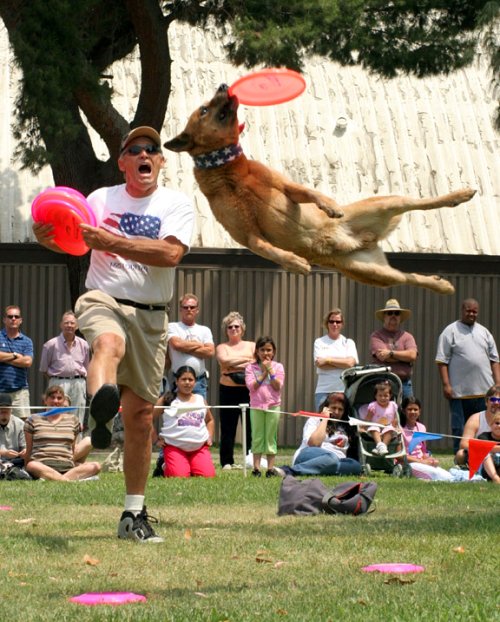 Rocket with frisbee dogs